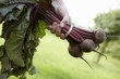 Woman holding a bunch of fresh beetroot
