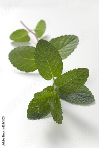 Photo: A sprig of mint A sprig of mint