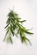 Two sprigs of rosemary