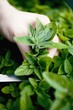Hand cutting fresh marjoram in a herb bed