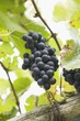 Red grapes on the vine