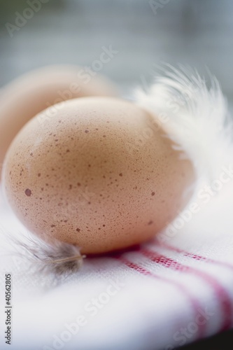 Photo: Two brown eggs with feathers on tea towel Two brown eggs with feathers on tea towel