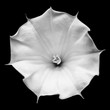 Datura flower