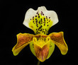 Frauenschuh Orchidee