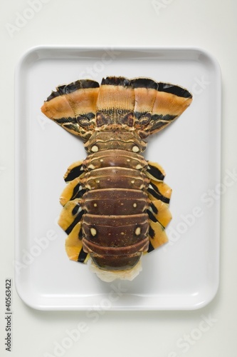 Foto: Slipper lobster on white platter Slipper lobster on white platter