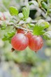 Red gooseberries on the bush