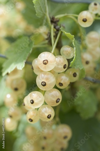 Foto: White currants on the bush White currants on the bush