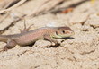 small common lizard