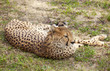 Cheetah