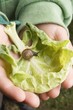 Photo: Child's hands holding cabbage leaf with snail Child's hands holding cabbage leaf with snail