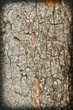 Patterns of tree bark