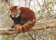 Red panda