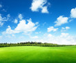 field of grass and perfect sky