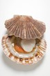 A scallop, opened
