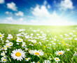 field of daisy flowers