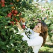 Woman picking apples from the tree