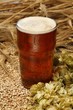 A glass of ale with malted barley and hops