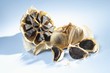 Black garlic