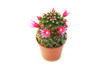 blossoming cactus blossoming cactus