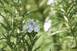 Rosemary