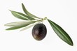 Olive with leaves