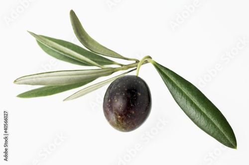 Photo: Olive with leaves Olive with leaves
