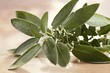 A sprig of sage