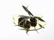 Black olives and olive sprig in olive oil