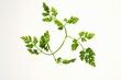 Fresh chervil