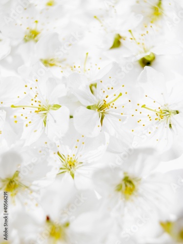 Photo: Cherry blossom (full-frame) Cherry blossom (full-frame)