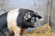 Foto: Schwein Schwein
