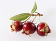 Chilean guava berries on twig