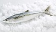 Whole Spanish Mackerel on Ice