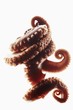 Photo: Octopus Tentacles on White Background Octopus Tentacles on White Background