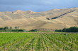 Photo en ligne au meilleur prix vigne de nouvelle zelande