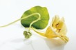 Nasturtium with yellow flower and seed