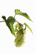 Sprig of hops