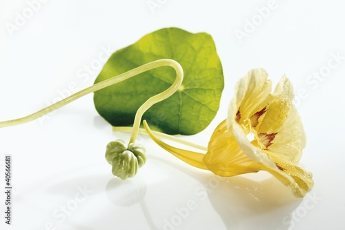Foto: Nasturtium with yellow flower and seed Nasturtium with yellow flower and seed