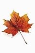 A maple leaf with autumn tints