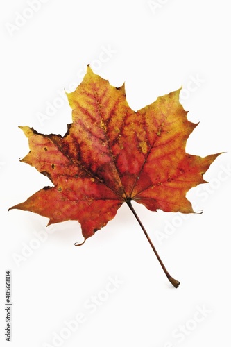 Photo: A maple leaf with autumn tints A maple leaf with autumn tints