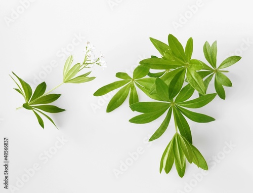 Photo: Fresh woodruff with flower Fresh woodruff with flower
