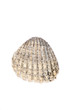 Dirty old shell isolated on white background Dirty old shell isolated on white background