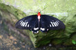 Mormon butterfly with a red head