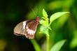 Red Postman Mimic butterfly