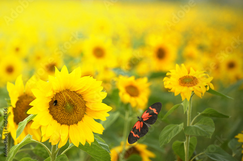 Foto: Farben des Sommers Farben des Sommers