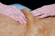 Canine Massage