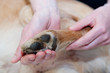 Canine Massage