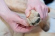 Canine Massage