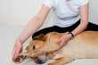 Canine Massage