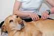 Canine Massage